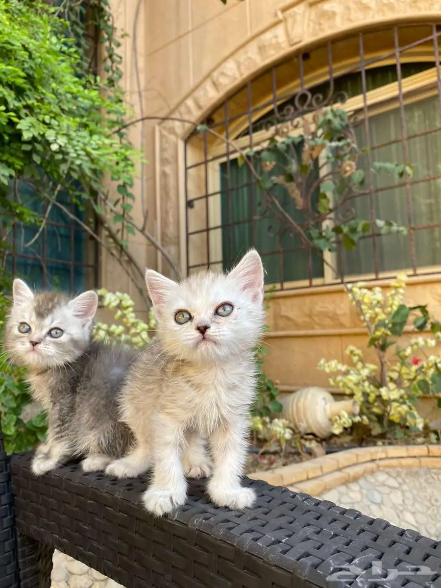 سكوتش فولد مطعمين للبيع لايوجد تبني 25