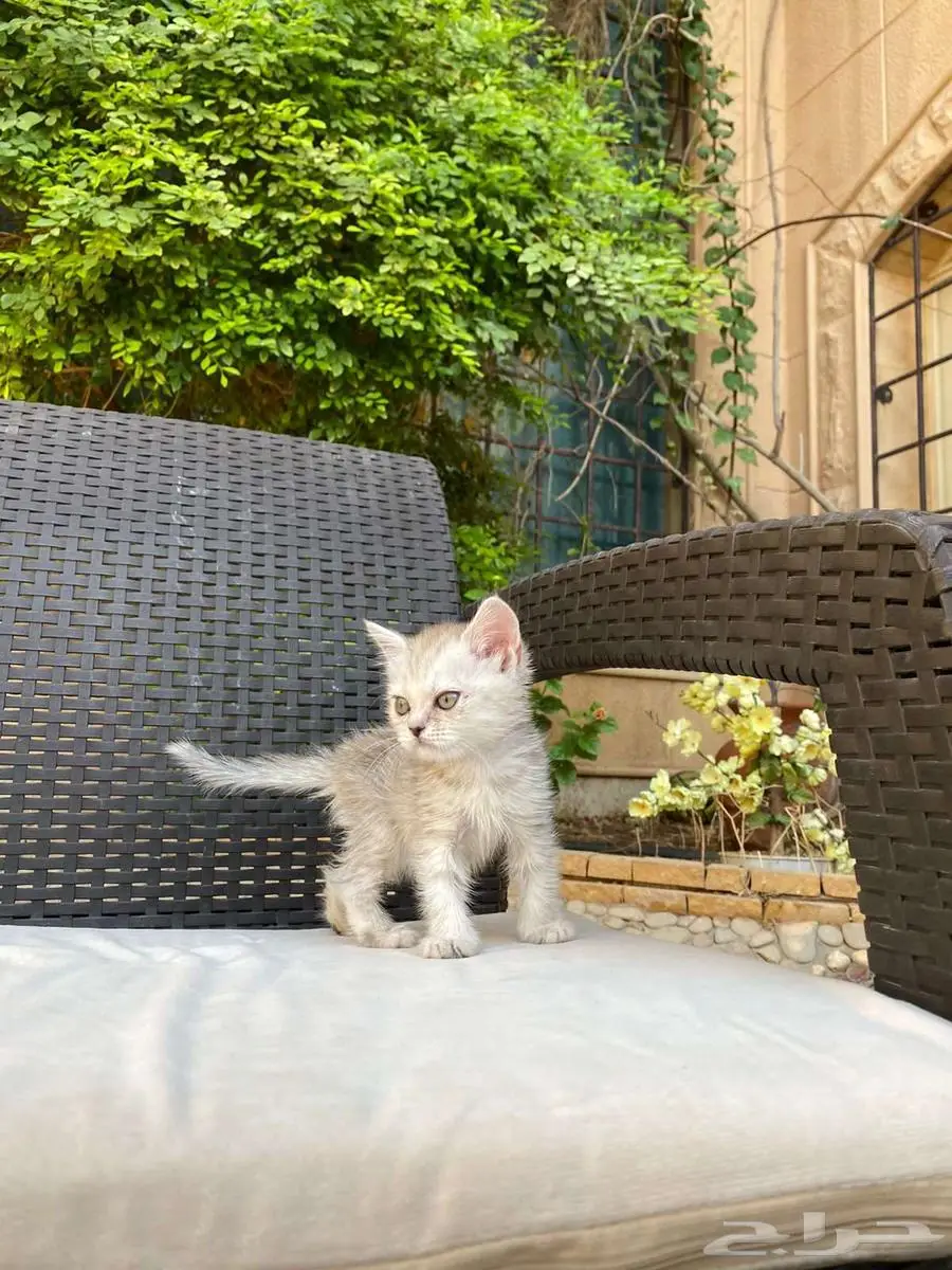 سكوتش فولد مطعمين للبيع لايوجد تبني 21