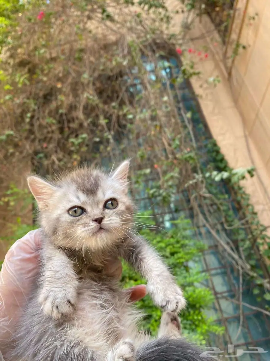 سكوتش فولد مطعمين للبيع لايوجد تبني 18