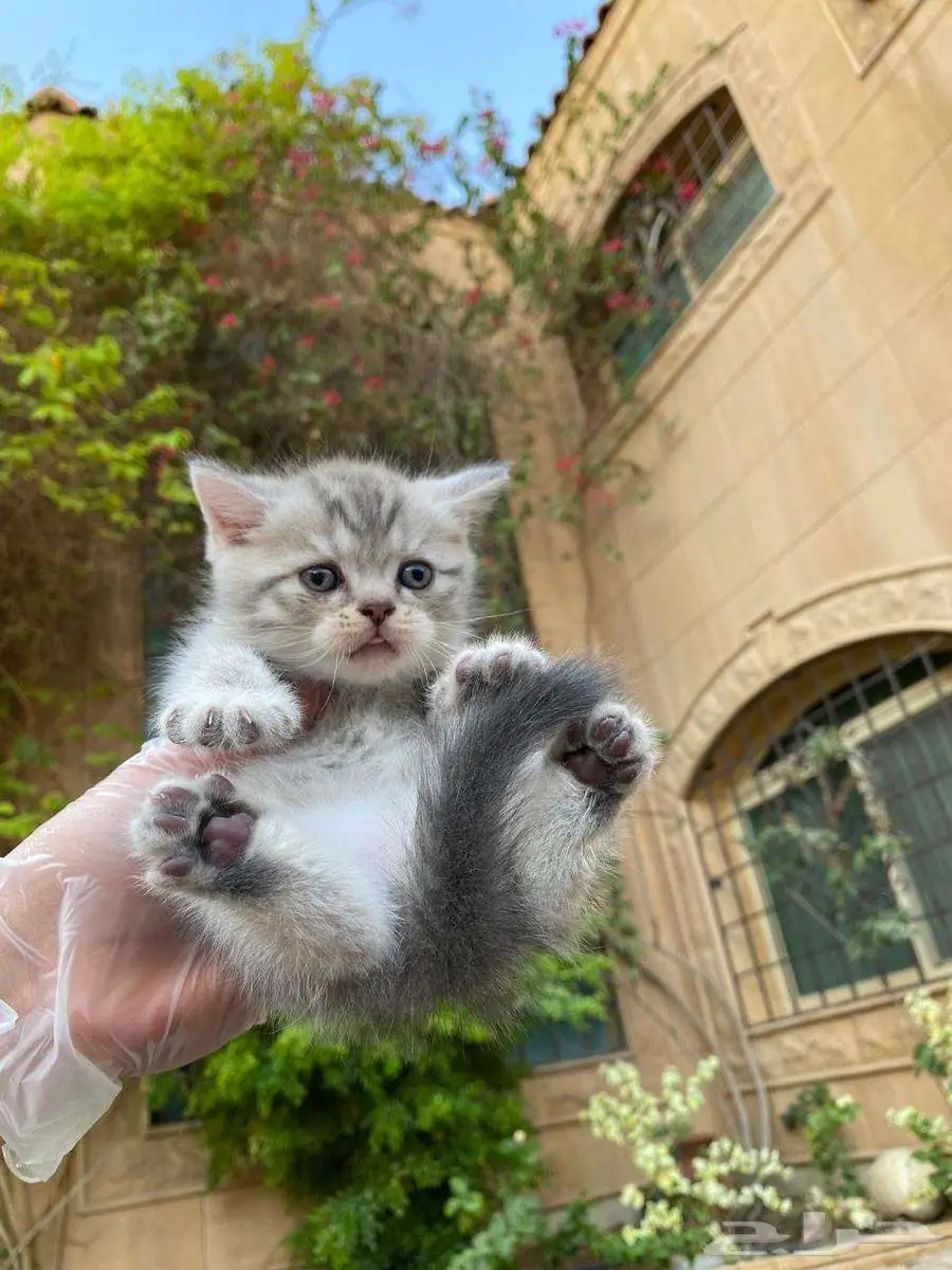 سكوتش فولد مطعمين للبيع لايوجد تبني 14