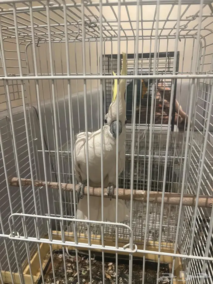طير ببغاء الكوكاتو الابيض 2