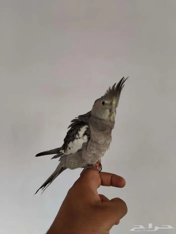 كروان اليف 1