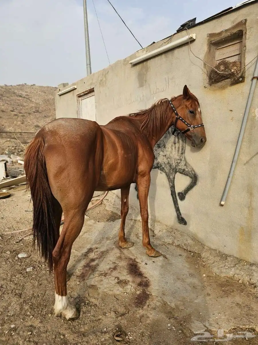 فرس لقاح 9شهور إنجليزي يا مشبهة حصان شعبي أوراق 0