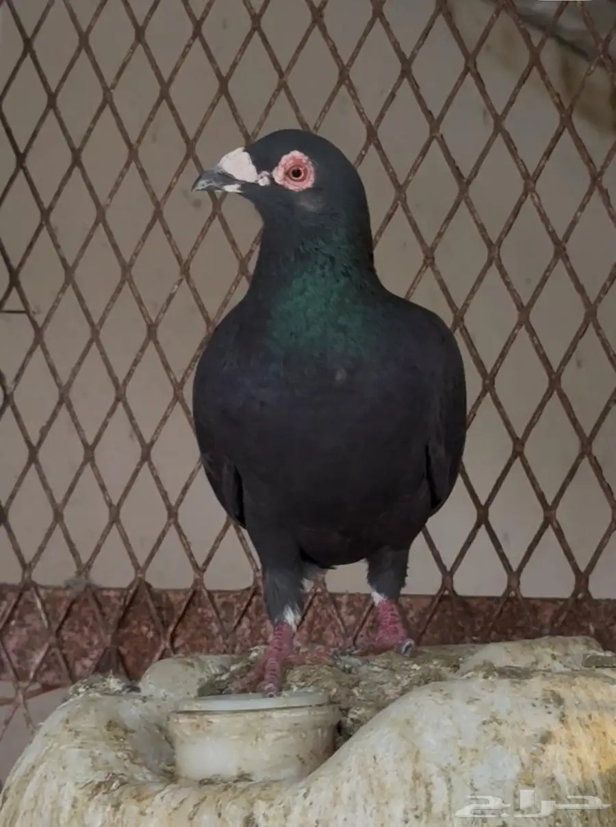 حظيرة حمام زاجل اسود للبيع 7
