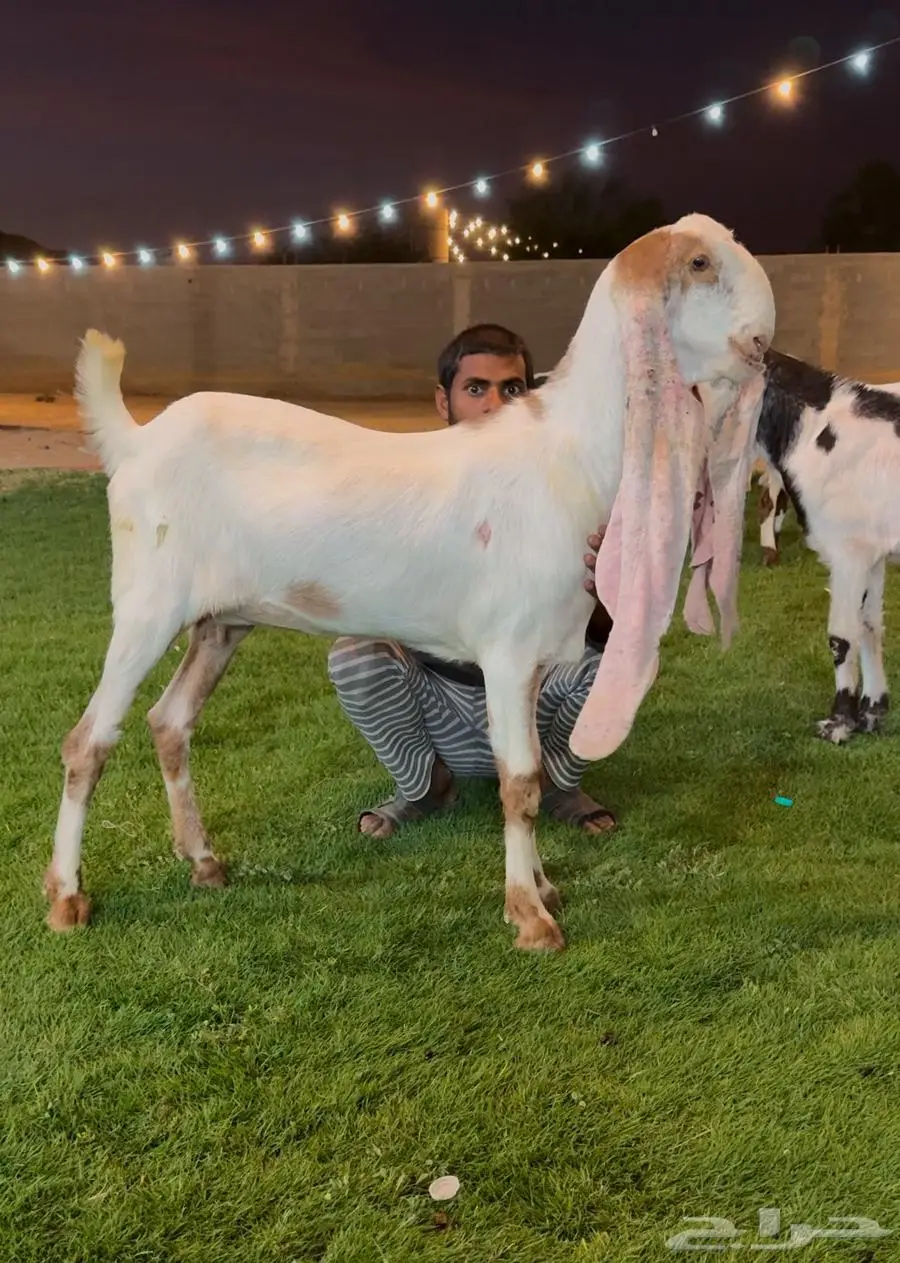جفار هولنديه العدد 16 راس خصم مراح كامل مع فحلها ومعرفه 7