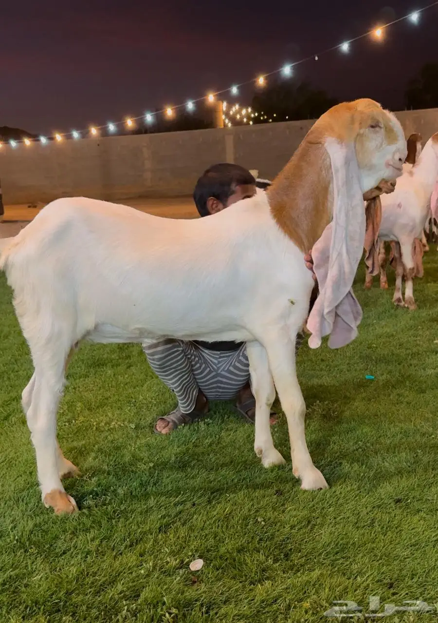 جفار هولنديه العدد 16 راس خصم مراح كامل مع فحلها ومعرفه 6