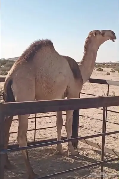قعود مشروع فحل 0