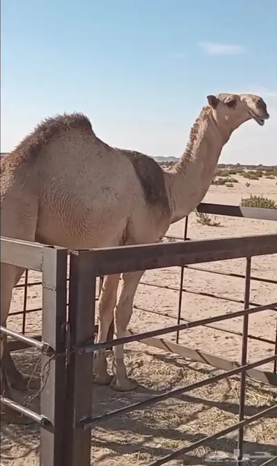 قعود مشروع فحل 1