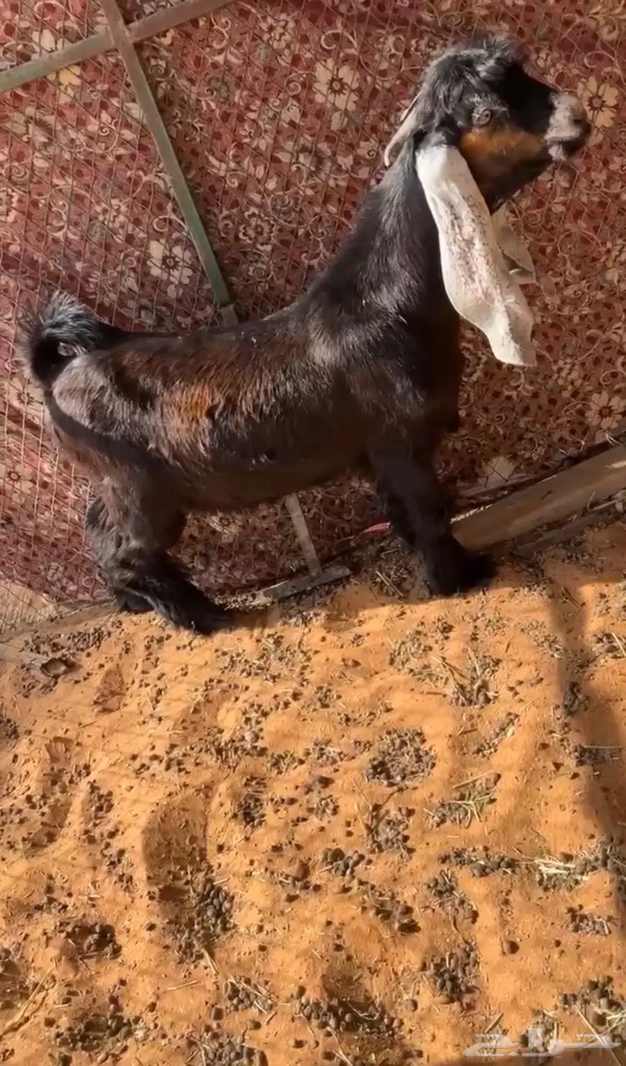 لأهل الزين تيس مشروع فحل عارضي كفو صنف 0