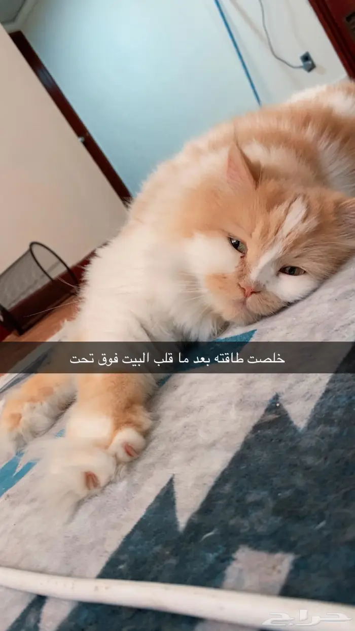 قطط لتبني 1