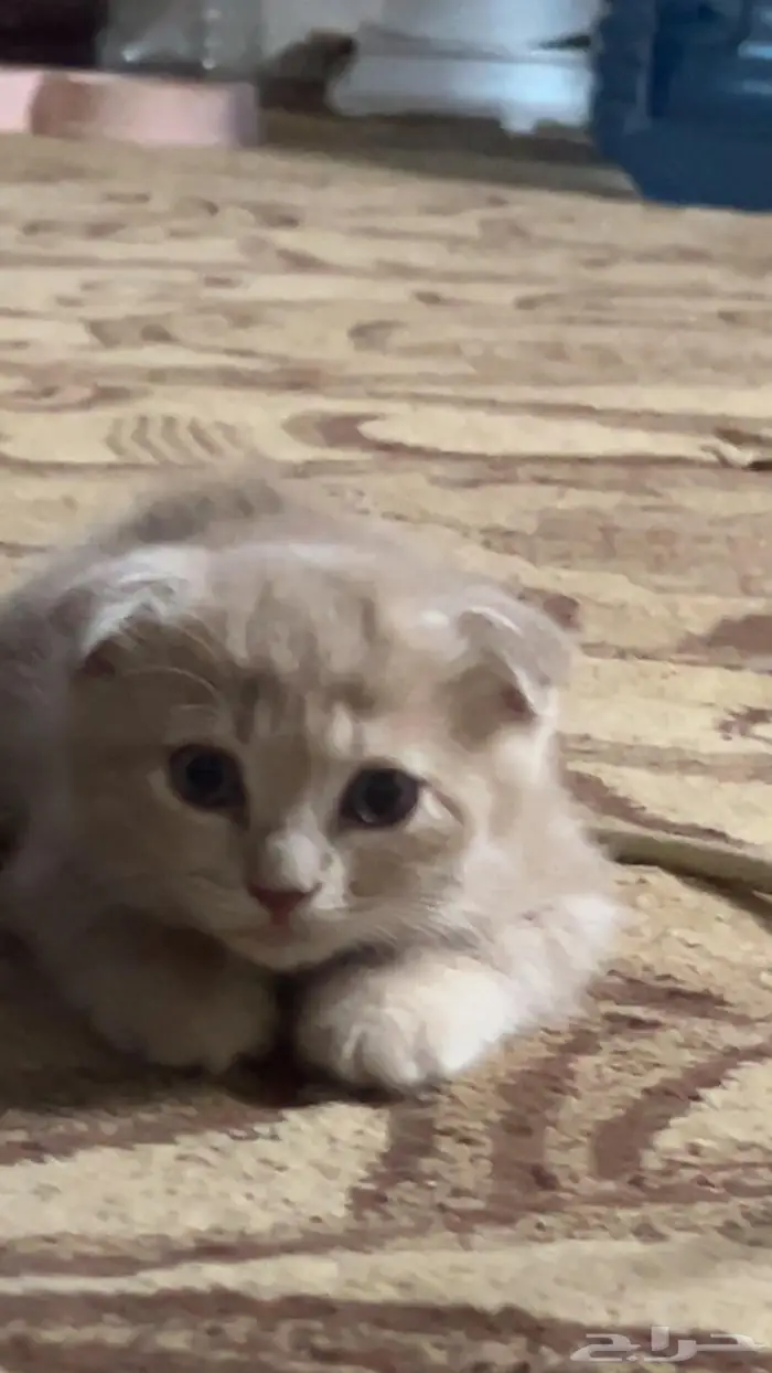 سكوتش إيناث3 0