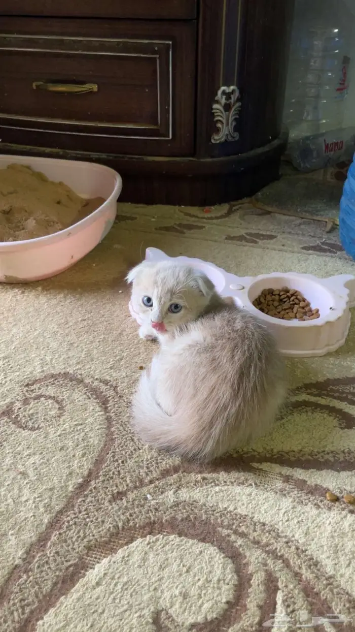 سكوتش إيناث3 5