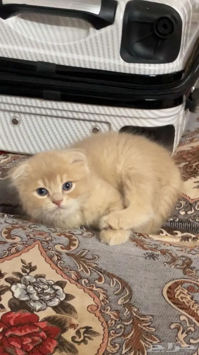 سكوتش إيناث3 6