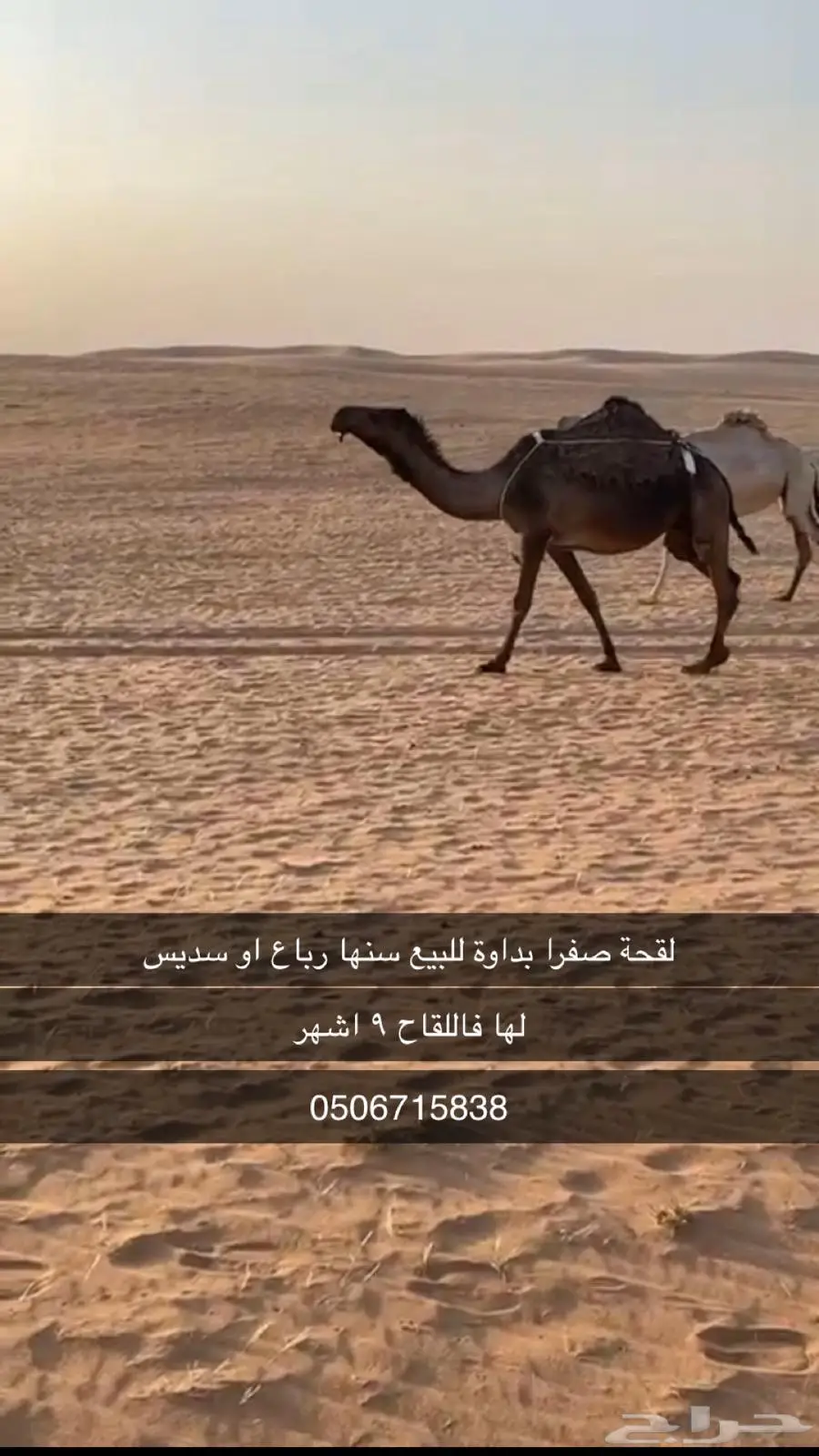 لقحة صفرا للبيع 0