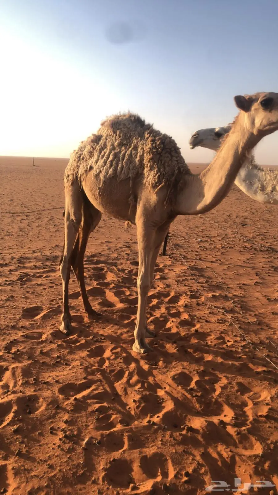 بكره مفروده طيبه للبيع في صياهد index
