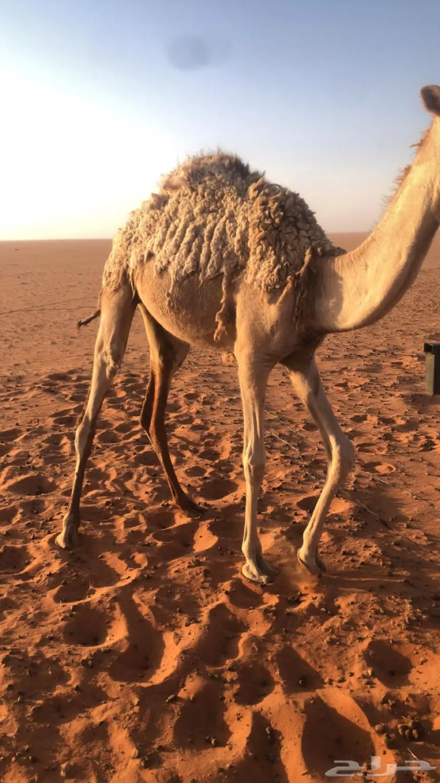 بكره مفروده طيبه للبيع في صياهد index