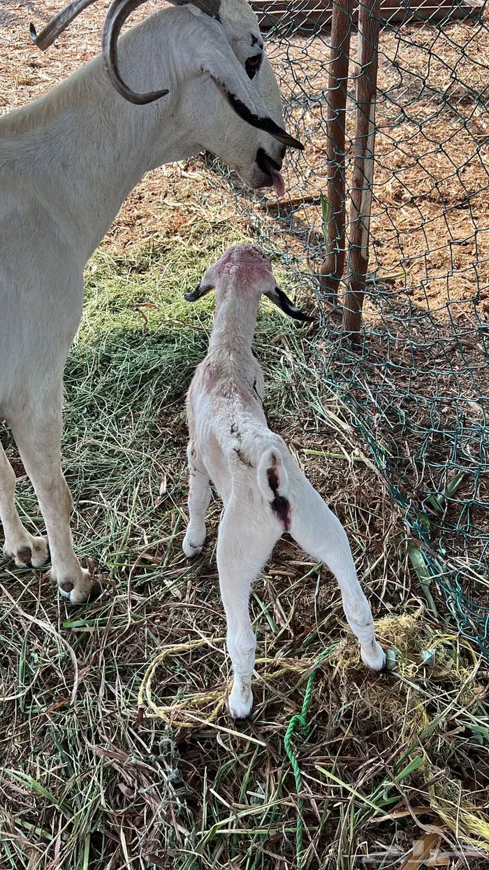 عنز بيشيه فااخره دافع ومنتجه تويمه 3 من مراح سمير الزبيدي 0