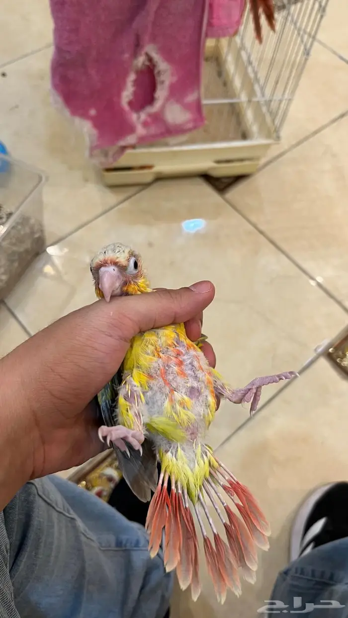 فرخ كنيور 3