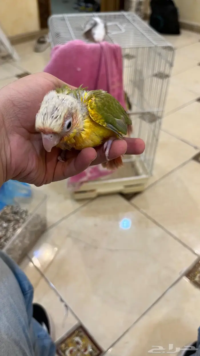 فرخ كنيور 2