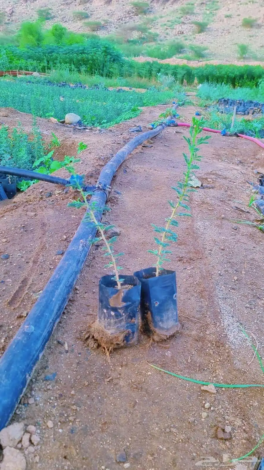 طلح نجدي واثل بلدي للبيع جمله 0
