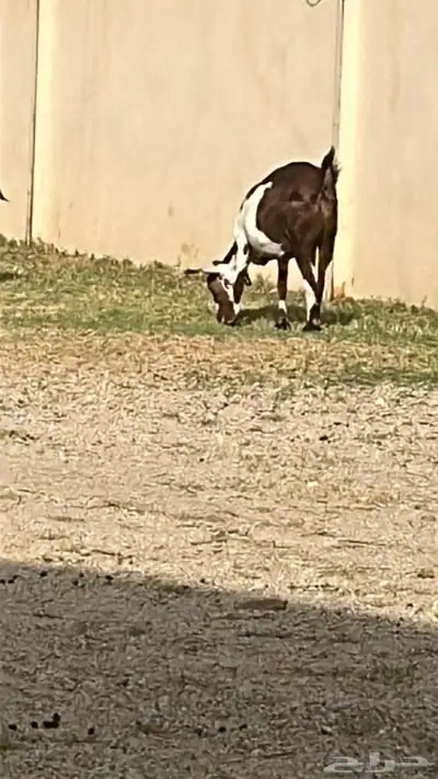 عنز حايل فل شحم 0