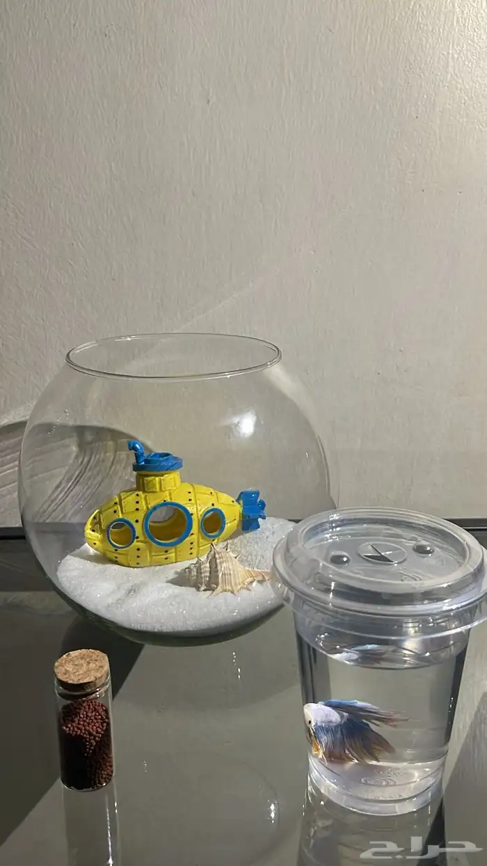 سمك فايتر ( زينه ) 2