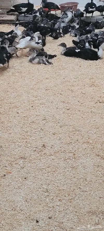 بط مسكوفي 0