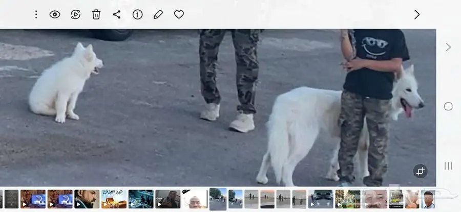 النوع هاسكى بيور مع جرو ذكر بيور 1