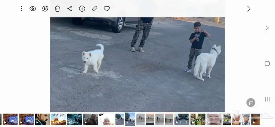 النوع هاسكى بيور مع جرو ذكر بيور 0