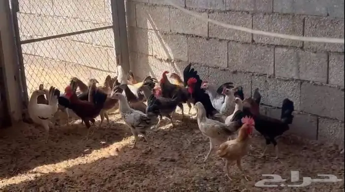 دجاج فيومي بلدي للبيع 1