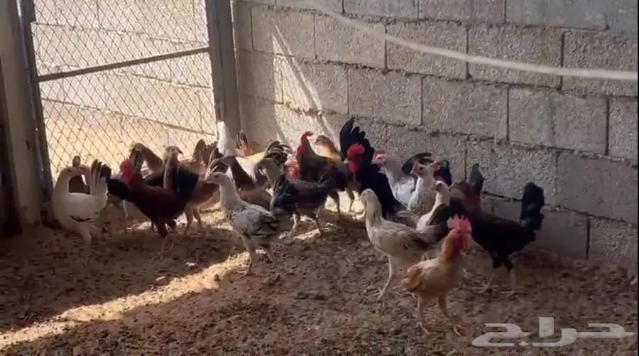 دجاج فيومي بلدي للبيع 1