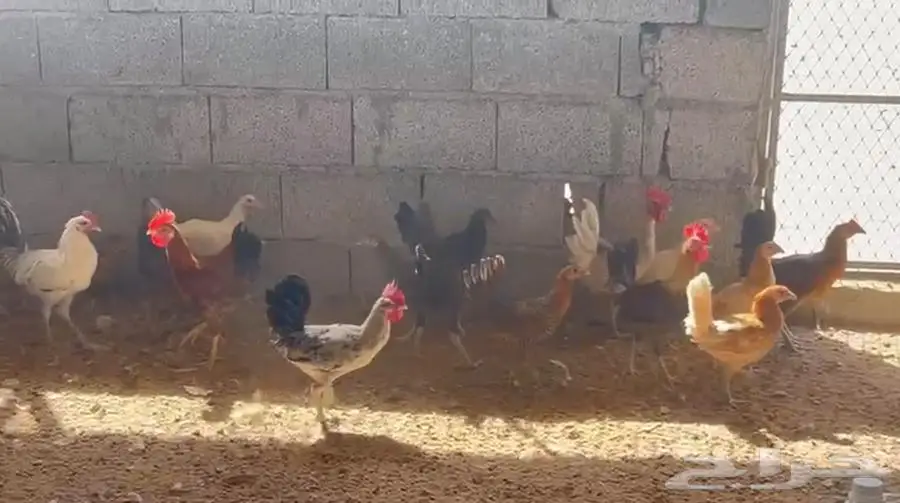 دجاج فيومي بلدي للبيع 2