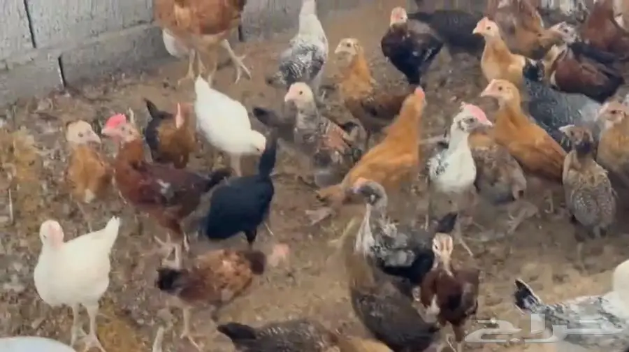 دجاج فيومي بلدي للبيع 3
