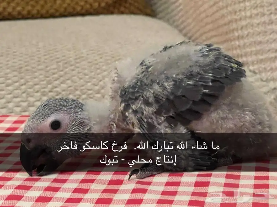 فرخ كاسكو فرخ كاسكو  فاخر إنتاج محلي - عمره 48 يوم - تبوك 0
