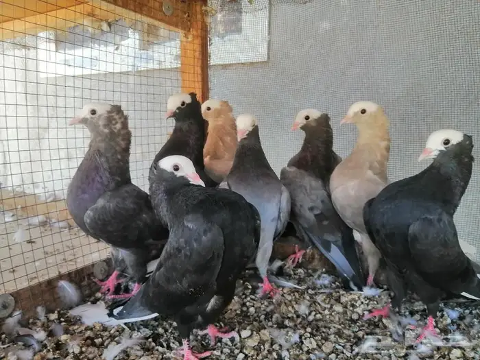 هزاز موكيه شباب تم البيع 2