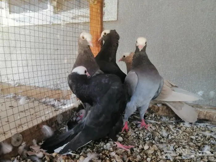 هزاز موكيه شباب تم البيع 4