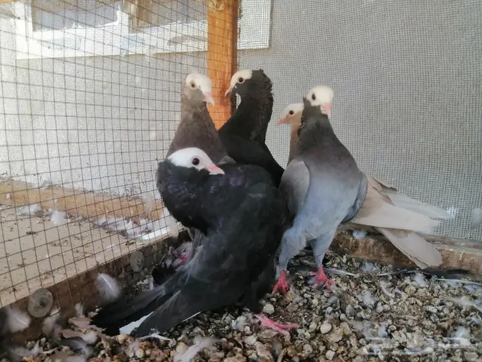 هزاز موكيه شباب تم البيع 3