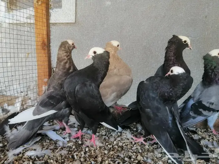 هزاز موكيه شباب تم البيع 5