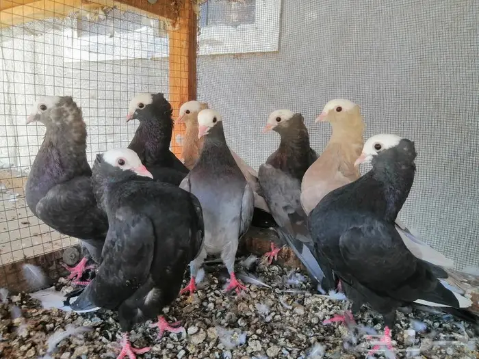 هزاز موكيه شباب تم البيع 1