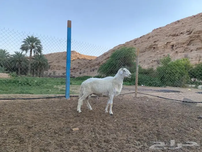 فحل حري شرط النسف 1