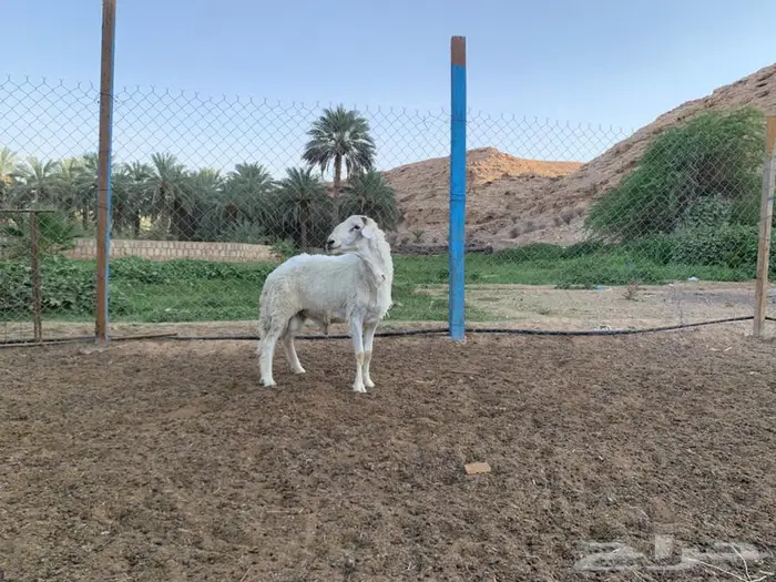 فحل حري شرط النسف 0