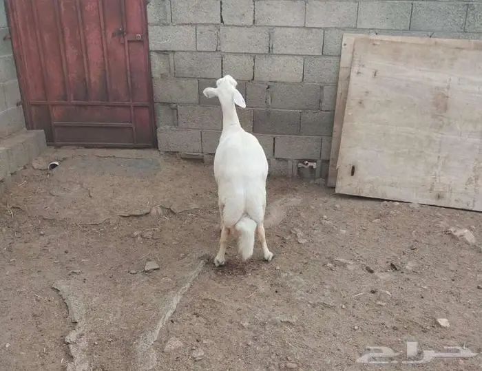 شاه سديس سمن ناهي . تم البيع 0