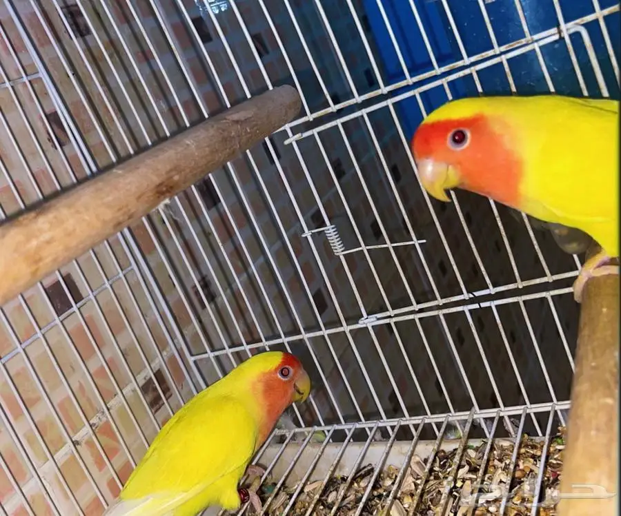 للبيع جوز روز لاتينو عيون حمر منتج 9