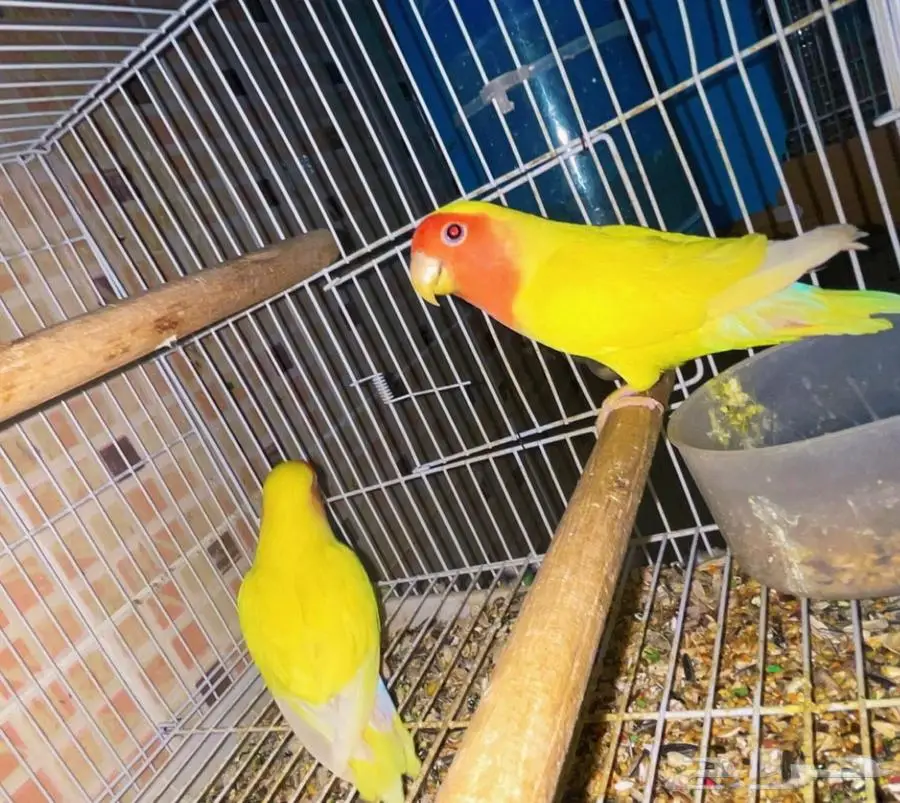 للبيع جوز روز لاتينو عيون حمر منتج 4