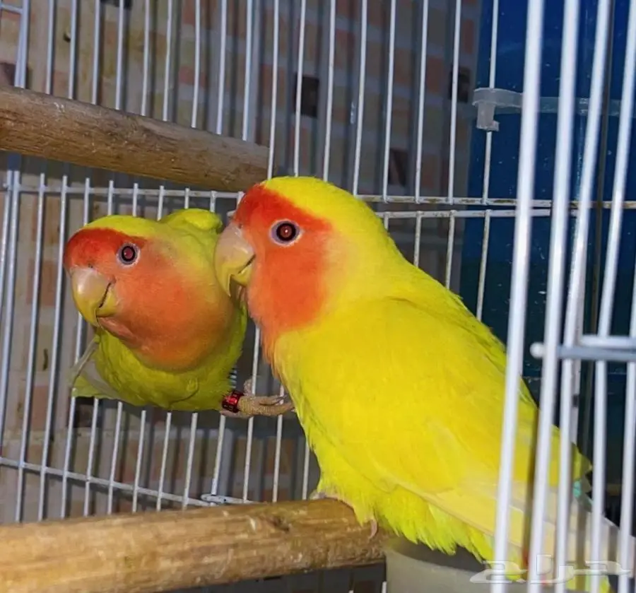 للبيع جوز روز لاتينو عيون حمر منتج 2