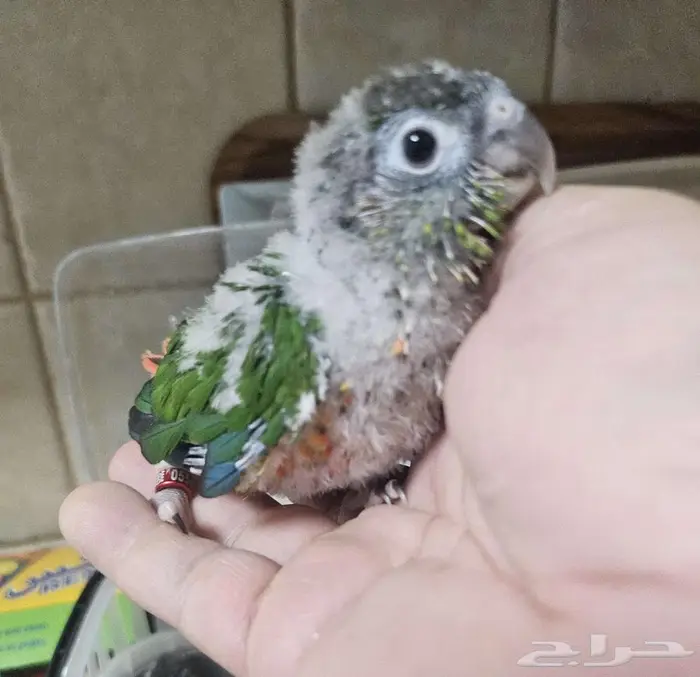 فروخ كنيور يلو سايد دبل ريد فاكتور 3 حبات 5