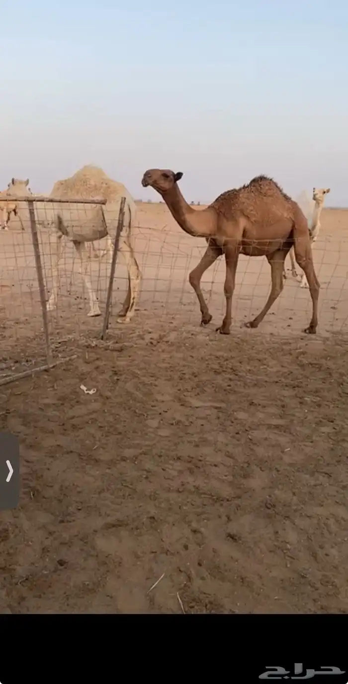 حاشي للبيع 2