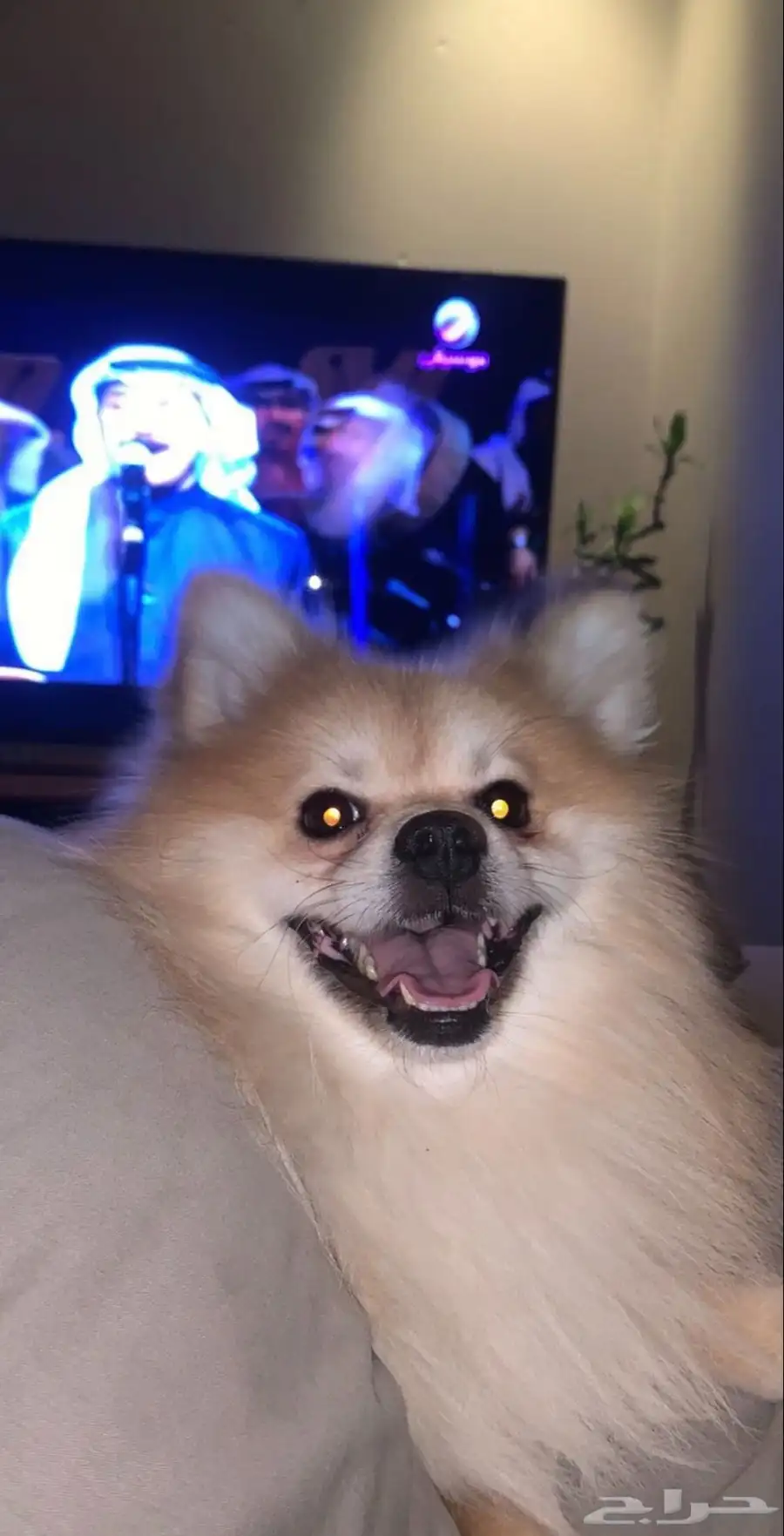 Pomeranian index