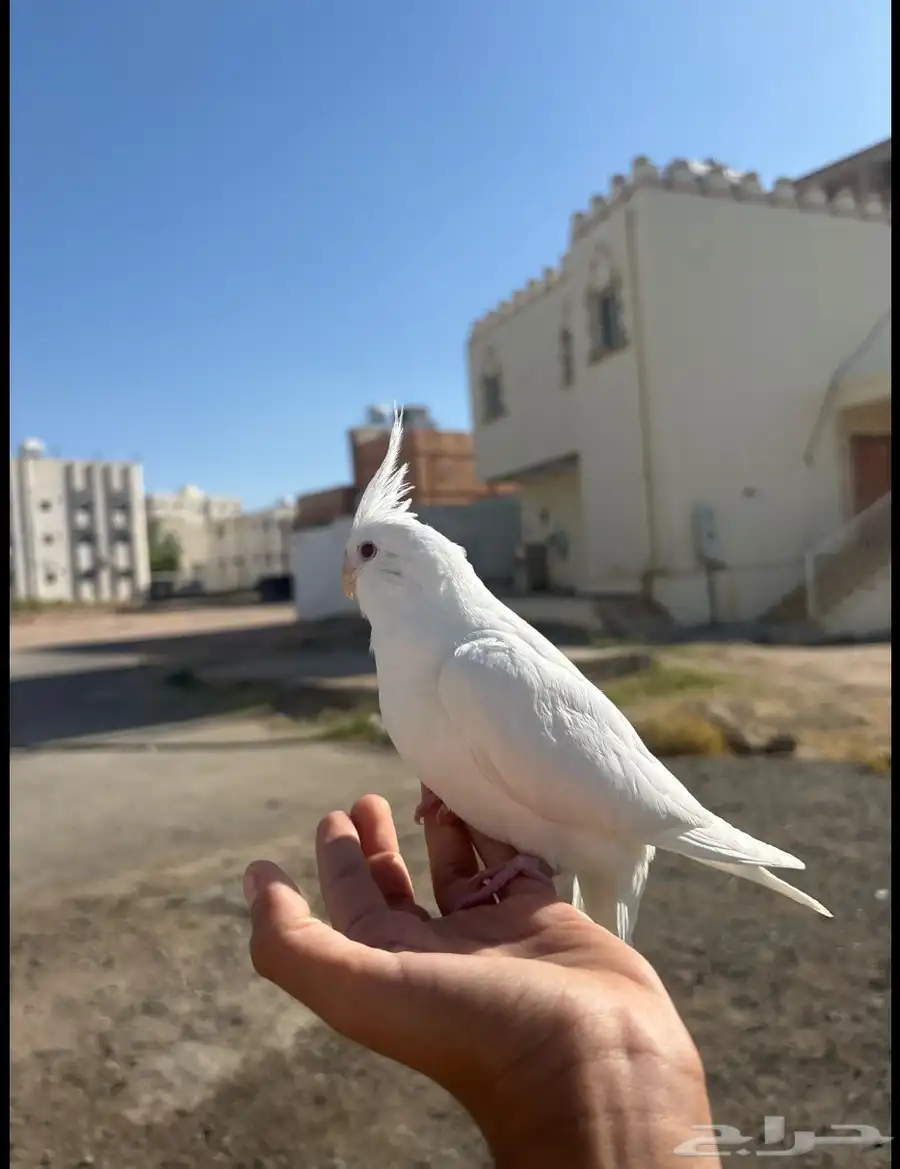 كروان أليف سوبر جامبو عيون حمر 1