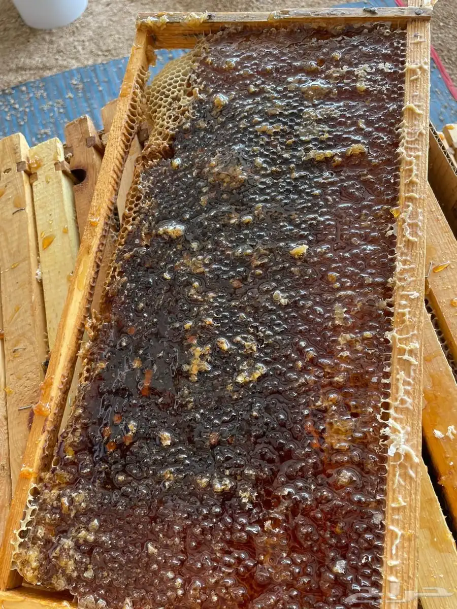 عسل سمرة بيشه مضمون ومشروط 1